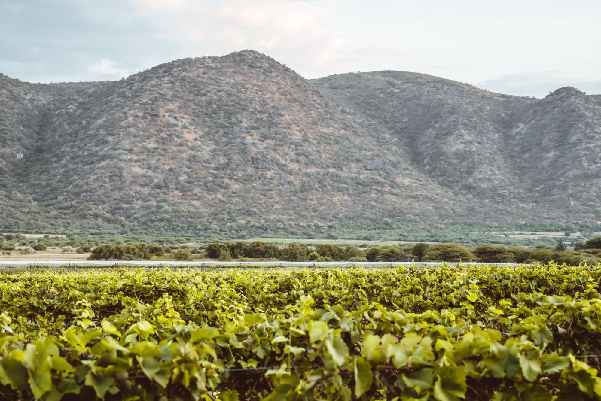 Otavi Vineyards Self-Catering & Camping Extérieur photo